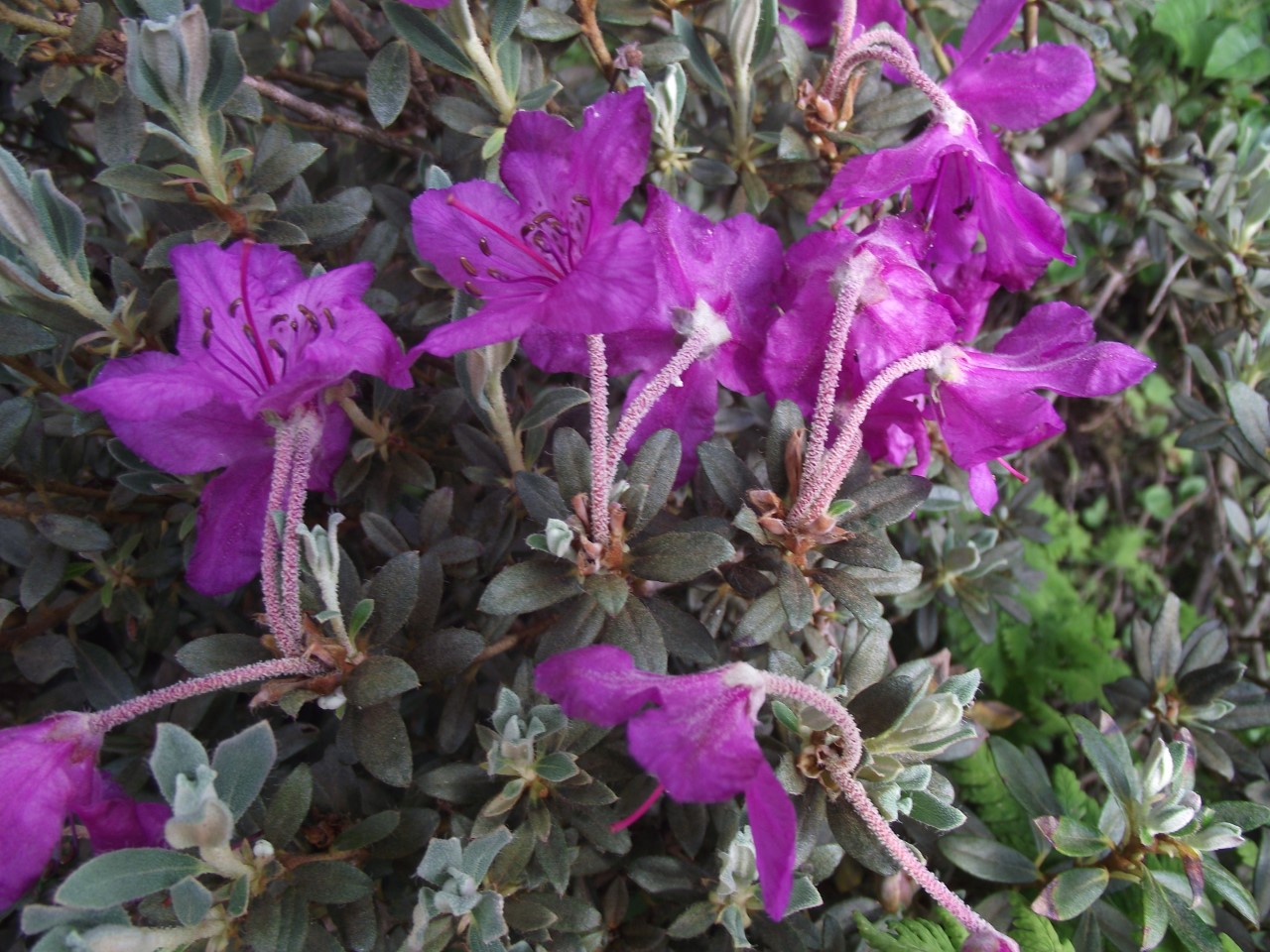 R. calostrotum ITS068